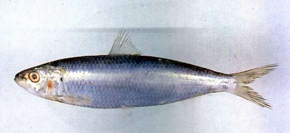 Imagem de Sardinella lemuru Bleeker 1853