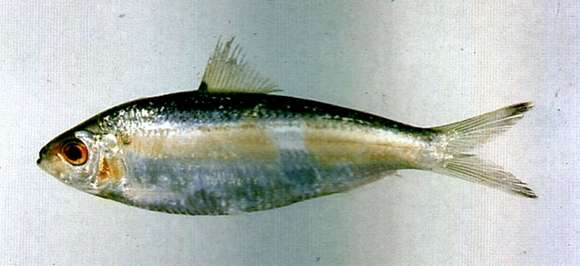 Imagem de Sardinella melanura (Cuvier 1829)