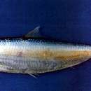 Image of Sardine