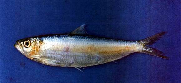 Imagem de Sardinella sindensis (Day 1878)