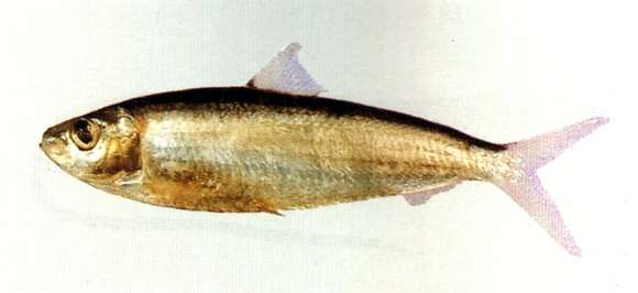 Image of Japanese sardinella