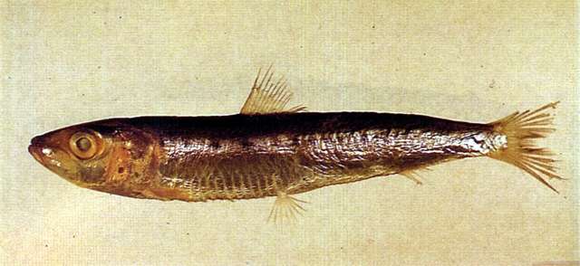 Image of Sardinops