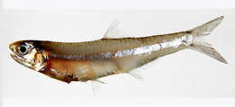 Image of Anchovy