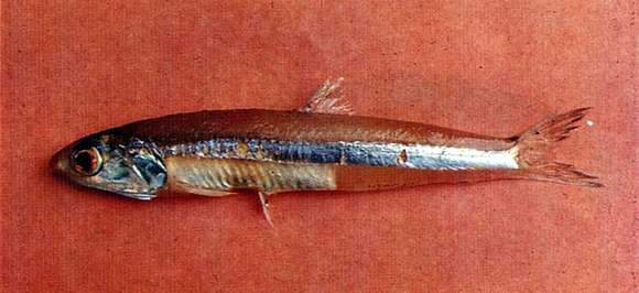 Image of Anchovy