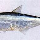 Image of Hamilton&#39;s anchovy