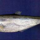 Image of Chinese herring