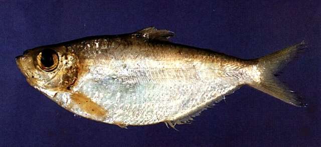 Image of longfin herrings