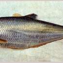 Image of Big-eyed herring