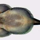 Image of Sinogastromyzon puliensis Liang 1974