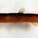 Image of Large scale loach