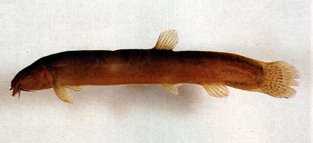 Image of Paramisgurnus