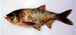 Image of silver carp