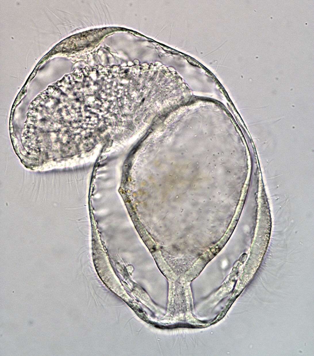 Phoronopsis harmeri Pixell 1912的圖片