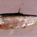 Image of Predatory carp