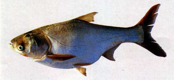 Image of silver carp