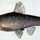 Image of Topmouth gudgeon