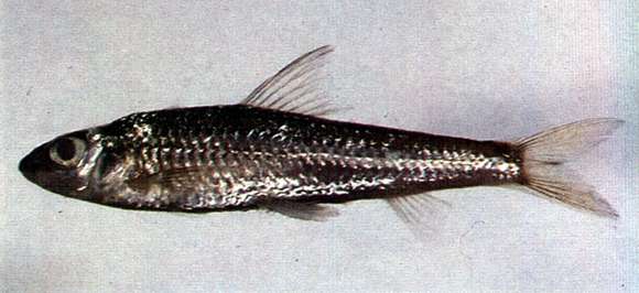 Image of Squalidus