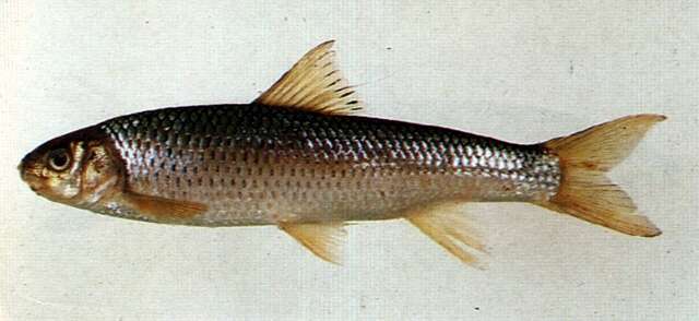 Image of Onychostoma