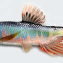 Image of Freshwater minnow