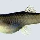 Image of Mosquitofish
