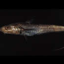 Image of Coelorinchus leptorhinus Chiou, Shao & Iwamoto 2004