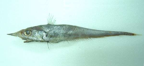 Image de Coelorinchus longissimus Matsubara 1943