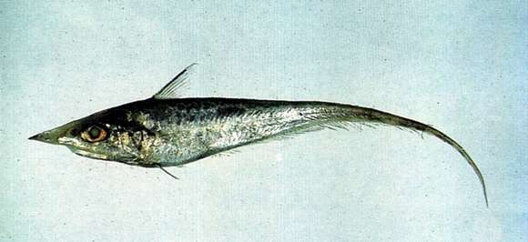 Image de Coelorinchus multispinulosus Katayama 1942