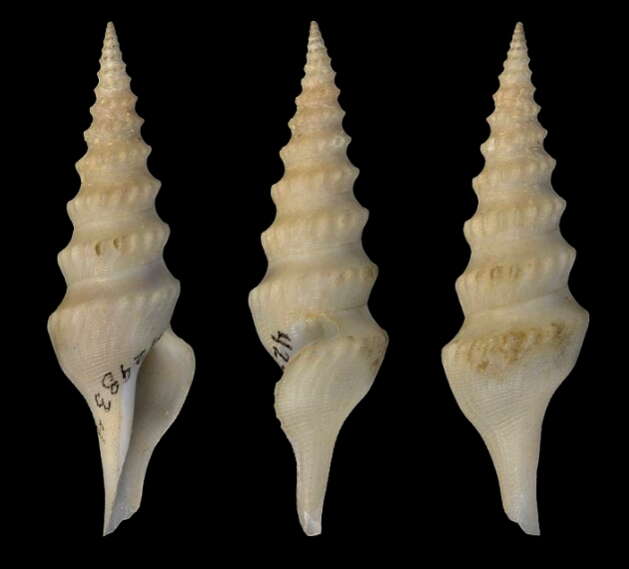 Image of Leucosyrinx verrillii (Dall 1881)