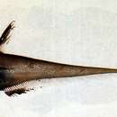 Image of Lucigadus nigromarginatus (Smith & Radcliffe 1912)
