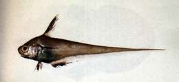 Image of Lucigadus