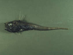 Image of Pseudocetonurus