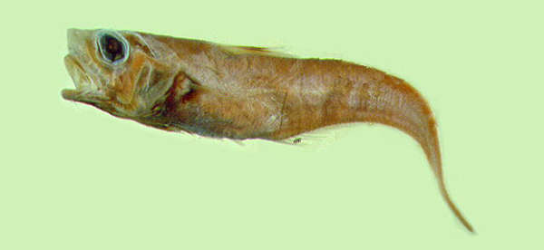 Image of Ventrifossa