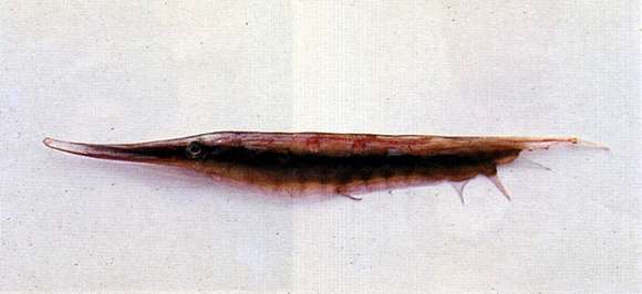 Image of Aeoliscus