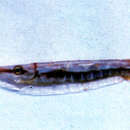 Image of Grooved Razorfish