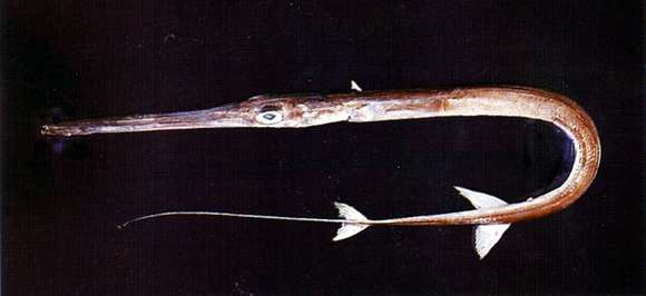 Image of Cornetfishes