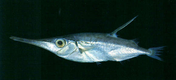 Image of Macroramphosus