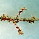 Image of Ornate ghost pipefish