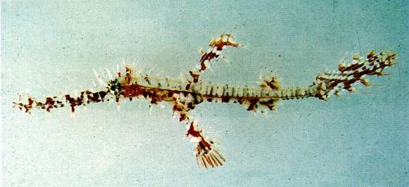 Image of green ghost pipefish