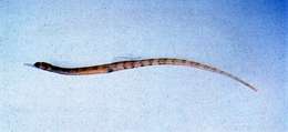 Image of blackhead pipefish