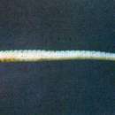 Image of Roughridge pipefish