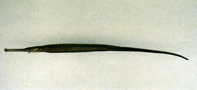 Image of Doryichthys