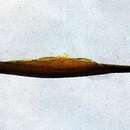 Image of Honshu pipefish