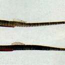 Image of Blue spotted pipefish