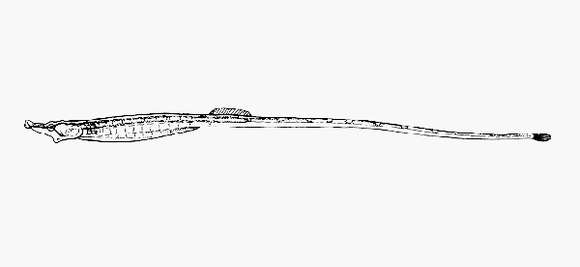 Image of river pipefishes