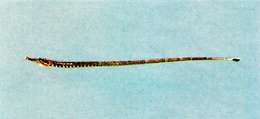 Image of river pipefishes