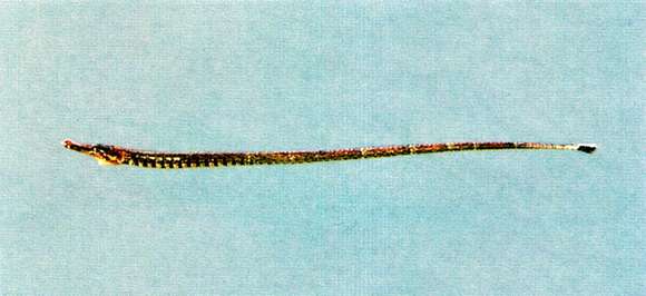 Image of river pipefishes