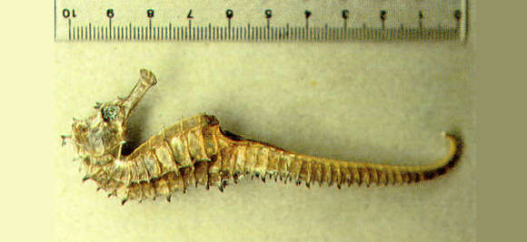 Image of seahorses