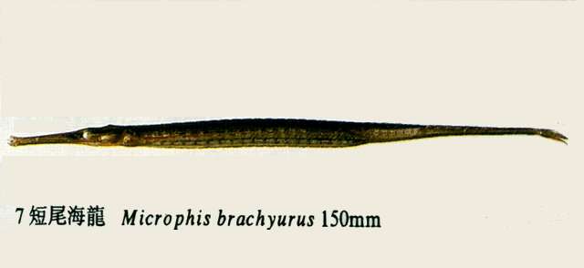 Image of Microphis