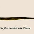 Imagem de Microphis manadensis (Bleeker 1856)