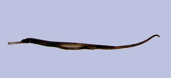 Image of Solegnathus